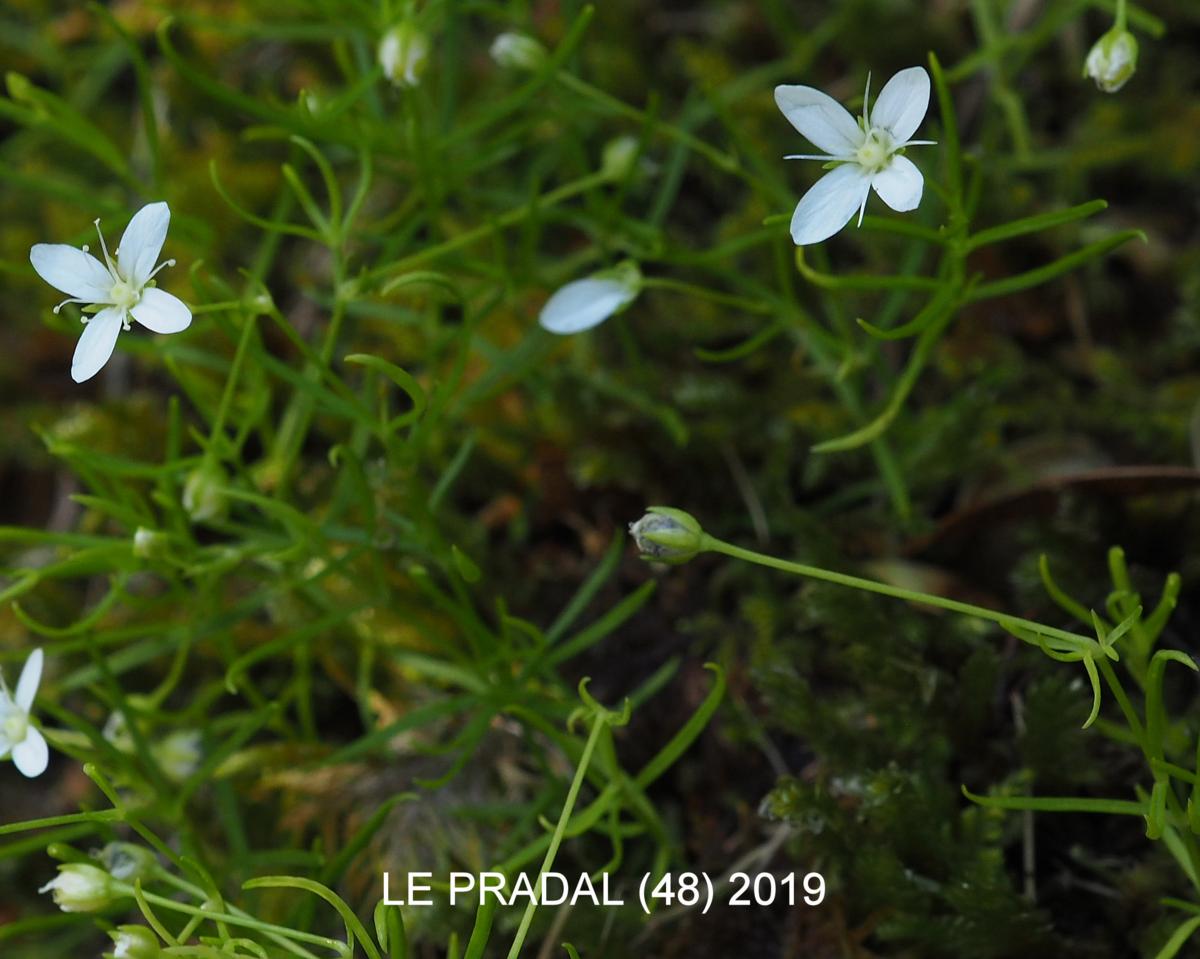 Sandwort, Mossy fruit